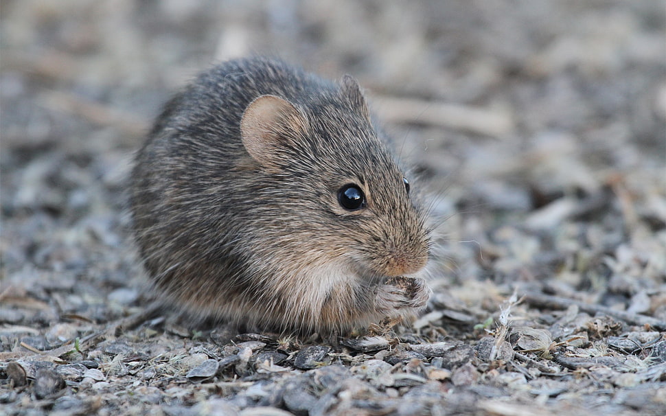 brown rat HD wallpaper